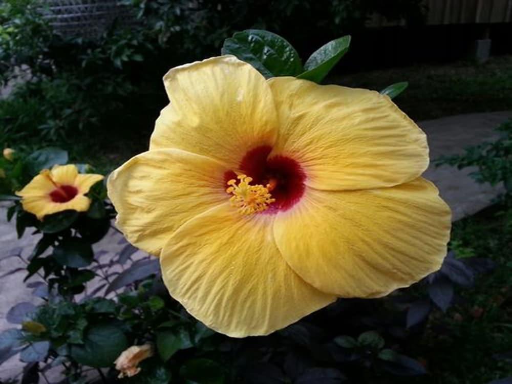 Bird Of Paradise Bungalows Kep Eksteriør bilde